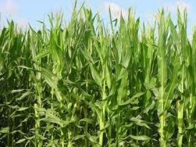 A BioEnergy Italy 2014 la IV Giornata Mondiale del Mais