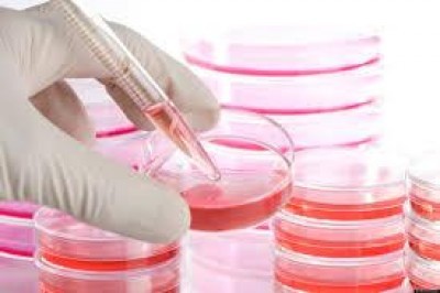 ITALIA - Stamina. Ass. Coscioni: pubblichi il suo metodo