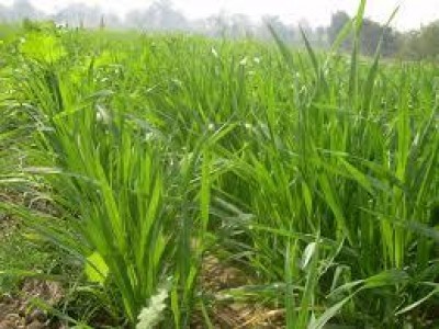 AGRI&FOOD DI CREMONAFIERE : Latte, suini, ambiente, avicolo