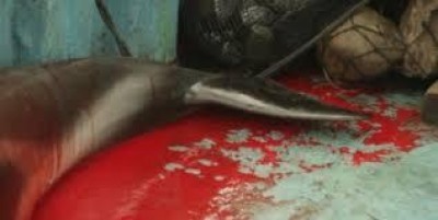 Fermiamo il massacro dei delfini