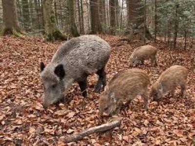 I cinghiali “festeggiano” il Parco del Ticino: un assalto ogni tre giorni, campi devastati