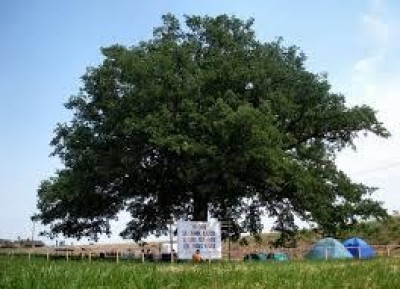 La Grande Nonna Quercia compie 4 anni