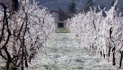 Vortice artico, allerta per i frutteti:gemme a rischio dopo gennaio “caldo”