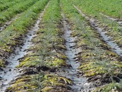 Troppa pioggia, vasche dei reflui al limite mentre il frumento rischia di “annegare”