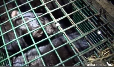 Morire per una pelliccia - Gli allevamenti di visoni in Italia (video)