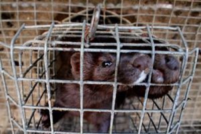Essere Animali contro allevamenti di visoni