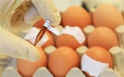 CARRA E ALLONI (PD): “IN LOMBARDIA ALCUNE AREE AD ALTO RISCHIO DI UOVA CONTAMINATE”