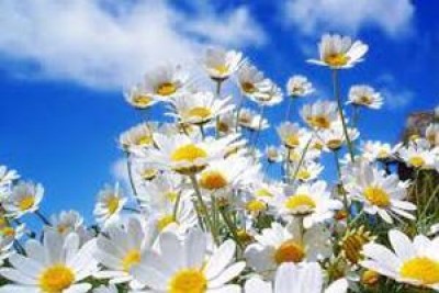Festa della donna, anticipo di primavera dopo il record di piogge a febbraio
