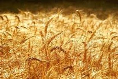 Crisi Ucraina fa aumentare prezzo cereali