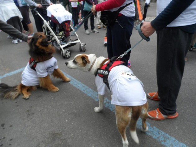 Tanti partecipanti alla Run for Parkinson's di Voghera