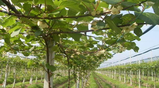 Pasqua, germoglia l’oro verde in Lombardia: boom dei kiwi +35% coltivazioni in 7 anni