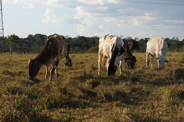 Cosa si cela dietro furti e smarrimenti di capi di bestiame? | di P. Cova