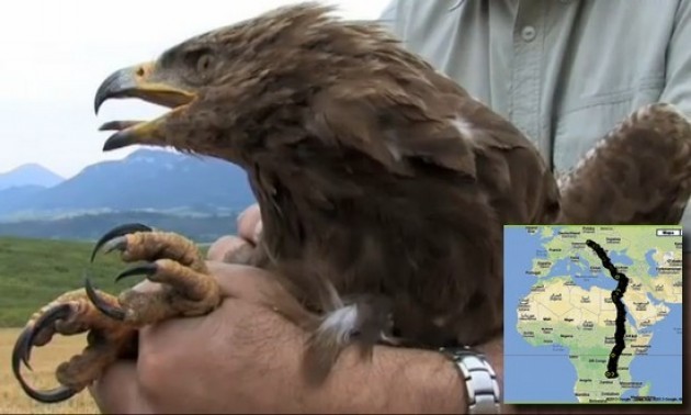 L’aquila Arnold è tornata a casa in Slovacchia