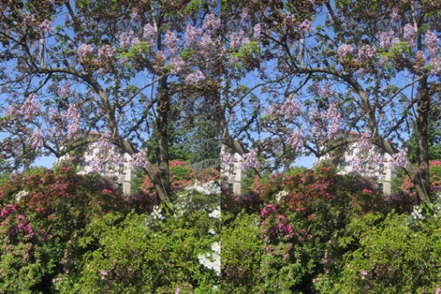 Fioriture a Villa Hussy di piazza Risorgimento a Luino