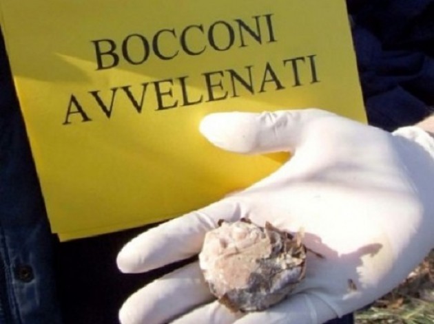 La polpetta avvelenata|RAR