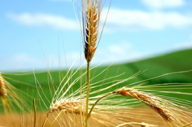 Nei campi lombardi una nuova prospettiva di futuro