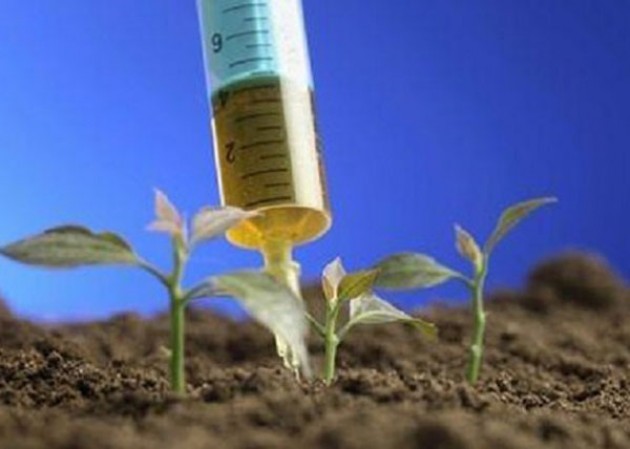 Agricoltura: nuova semina illegale di ogm in Friuli Venezia Giulia