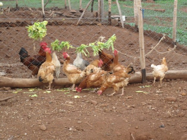 Cremona Pollo: primo posto nel mondo nella classifica dei consumi di carne.