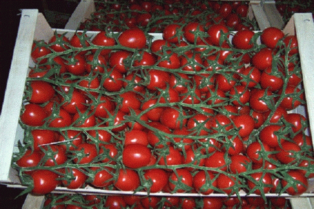 Batterio nei pomodorini del marocco |F.Bordo (sel Cremona)