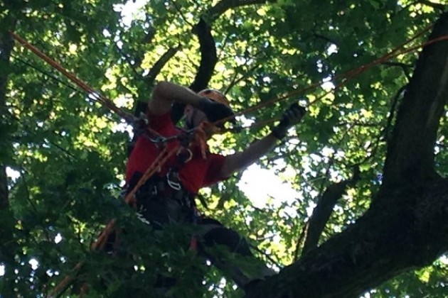 La Grande Nonna Quercia si fa più bella