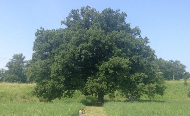 La Grande Nonna Quercia si fa più bella