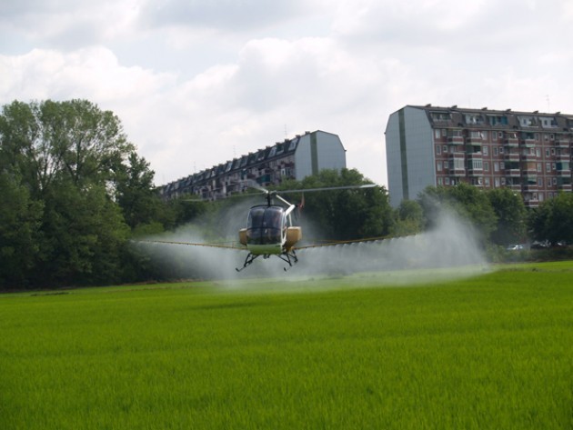 Milano Contro zanzare interventi su 750 ettari di risaie