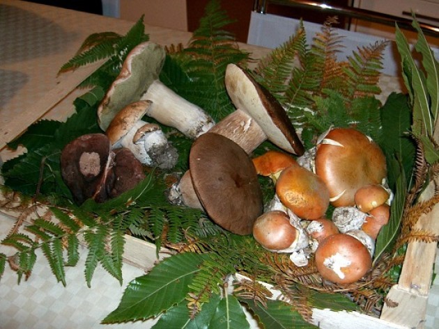 Funghi.Il tesserino Lombardo introduce una nuova tassa