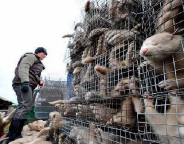 Protesta NO a nuovi allevamenti di visoni nella Bergamasca