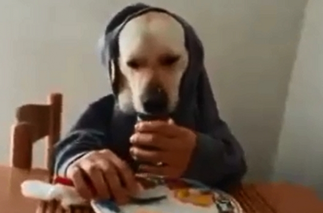 Il cane ideale che sa stare a tavola
