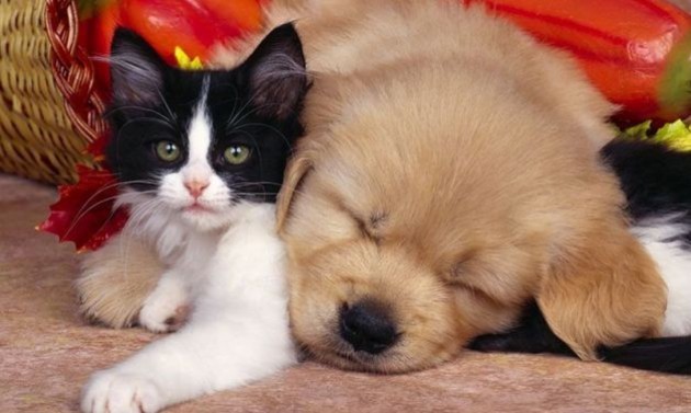 Attenzione ai cibi crudi agli animali domestici