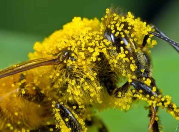 Usa Le api distrutte da fiori e piante di bellezza
