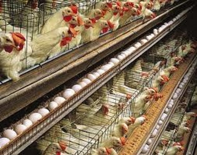 Galline a Busto Garolfo : fermare lo scempio