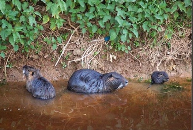 Dalla parte delle nutrie (ancora e sempre)