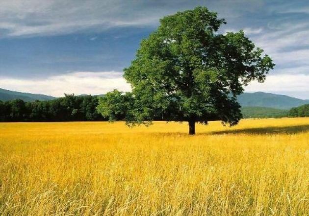 Lombardia, campagne addio. Dal 95 spariti 300mila ettari