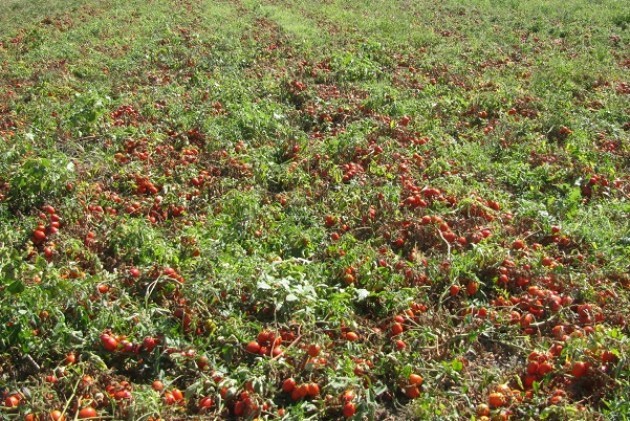 Maltempo, campi di pomodoro distrutti nel Cremonese
