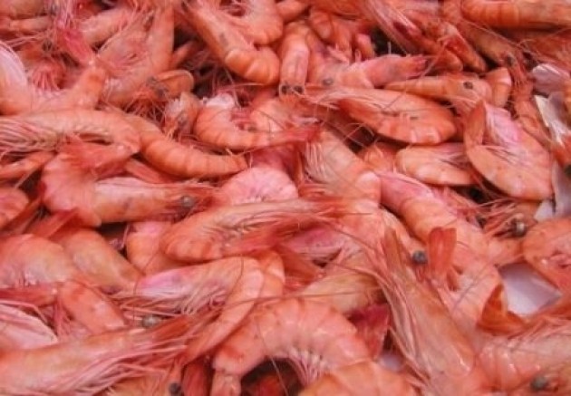 Gamberetti freschi?