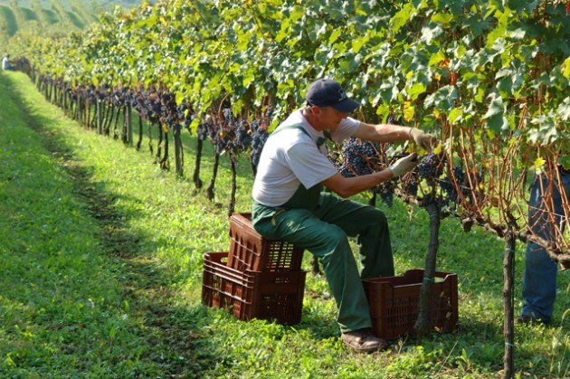 Lombardia Meteo, troppa pioggia sui vigneti: frenata la maturazione dei grappoli