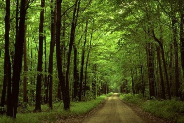 Manutenzione al bosco posto tra via Aglio e via Naviglio  di Cremona
