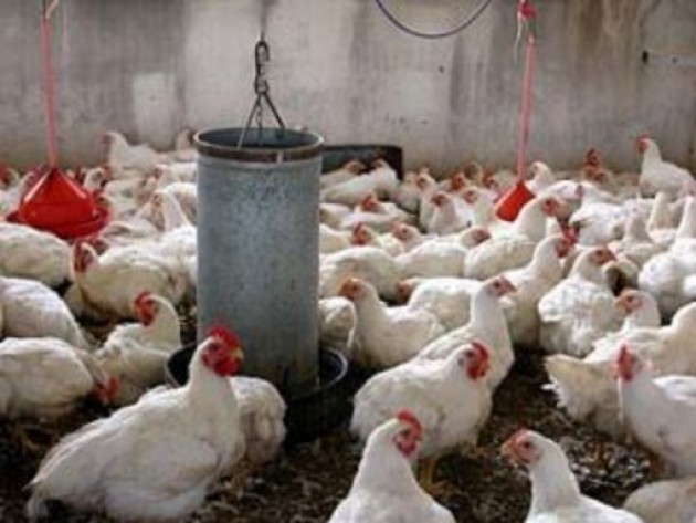 Cremona seconda edizione dell'International Poultry Forum