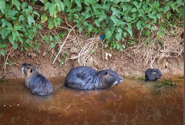 Le nutrie specie nociva Soddisfazione di Coldiretti Cremona