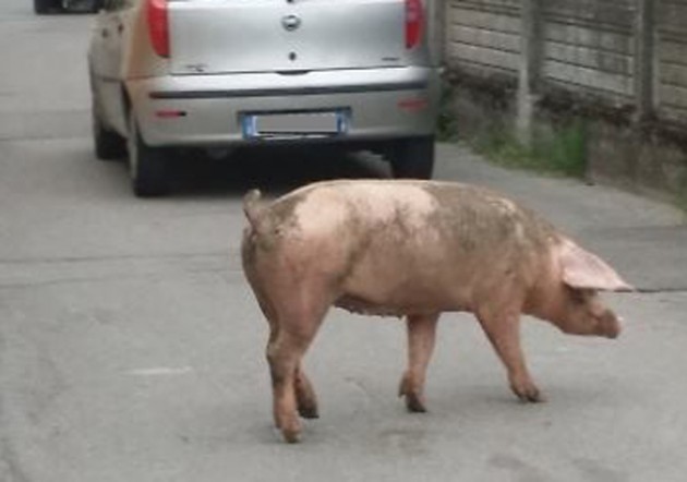 Postino: Ivana la maialina coraggiosa cerca rifugio