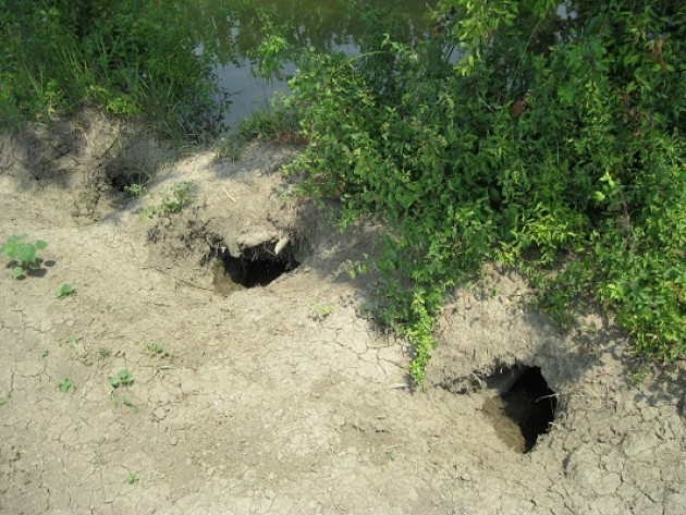 La Lombardia dichiara guerra alle nutrie