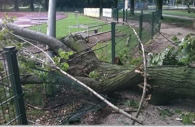 Cremona. A causa pioggia caduto altro albero al campo scuola