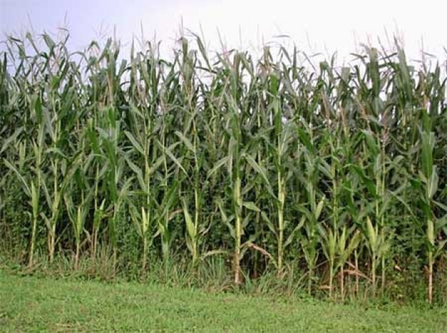 Maltempo, anche il mais attende il caldo: la raccolta in Lombardia slitta di 15 giorni
