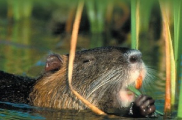 Una Rivolta Cremona in polemica con Alloni e Carra (Pd) sulle cattura delle nutrie