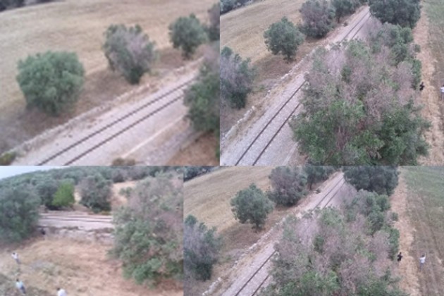 Liguria: Gli ulivi disseccano per uso di disseccanti chimici