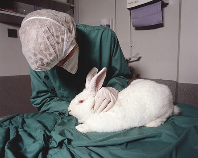 STOP VIVISECTION scrive ai parlamentari europei