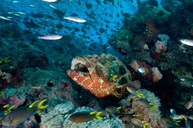 Sosteniamo Obana per creare la riserva marina più grande del mondo nel Pacifico