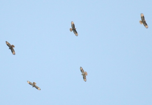 Serate a tema naturalistico organizzate dalla Lipu Trevigiana