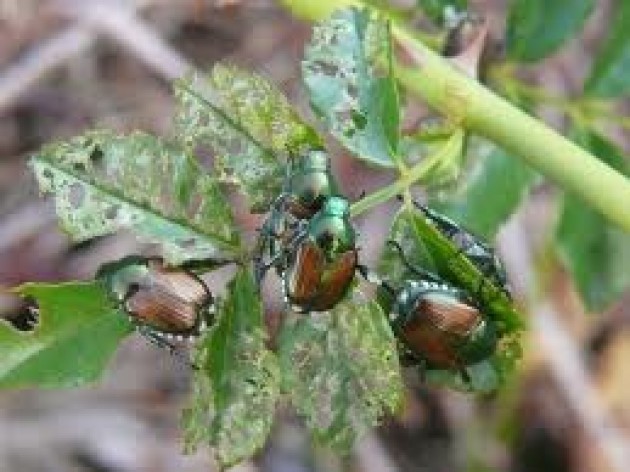 Lombardia Dal Giappone il nuovo Attila di piante e fiori:Popillia japonica
